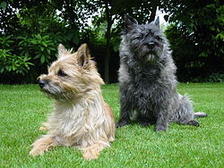 Image illustrative de l’article Cairn terrier