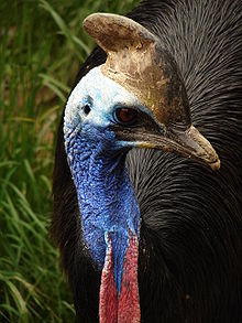 Toflikkasuar, Casuarius casuarius Foto: Nevit Dilmen