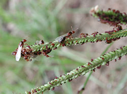 Solenopsis winged reproductive females, queens and workers