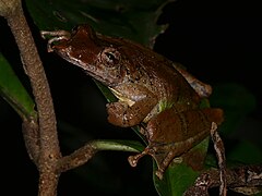 Description de l'image Gran Rio Snouted Treefrog (Scinax proboscideus) (27150970689).jpg.