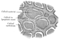 Section of thyroid gland of sheep. X 160.