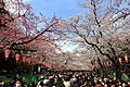 Hanami in Ueno Park