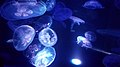 Jellyfish swim in a tank at Waikiki Aquarium