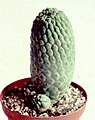 Stamme Ceropegieae: Larryleachia cactiformis