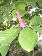 Leaves and fruit