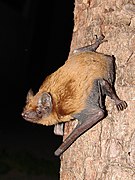 Brown bat