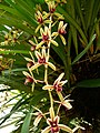 Cymbidium dayanum