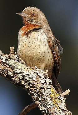 Rödbröstad göktyta (J. ruficollis)