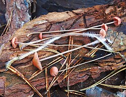 Roosa mütsik Mycena rosella Foto: Sven Pruul