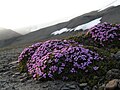 Tunturikohokki (Silene acaulis) on pohjoisten napa-alueiden ja vuoristojen patjakasvi.