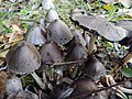 Coprinopsis atramentaria, commonly known as the "ink cap"