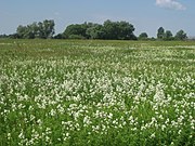 Гнідинський луг