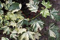 Acer pseudoplatanus 'Variegata'