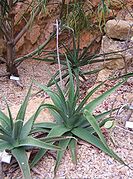 Aloe helenae (Алое Олени)