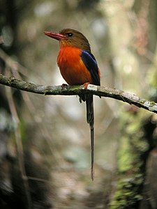 Alcededo de specio Tanysiptera danae