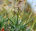 Chamorchis alpina