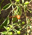 Chiltepin, C. annuum var. gabriusculum