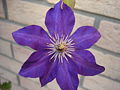 Clematis (Waldreben)