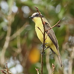 Rosvoväijy (Conopias trivirgatus)