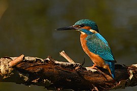 Martin-pêcheur d'Europe.