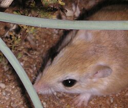 Pietų Afrikos smiltpelė (Gerbillurus paeba)