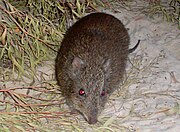 Brown potoroo