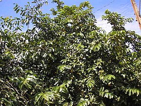 Psidium guajava