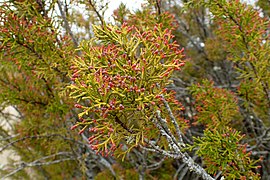 Halocarpus bidwillii