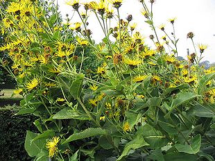 Læge-Alant (Inula helenium)