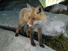 Vulpe (Vulpes vulpes)