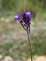 La linaire de Pélissier (Linaria pelisseriana).