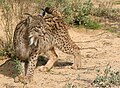 Linksi wa Hispania Lynx pardinus