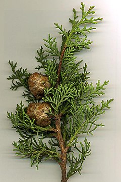 Cupressus sempervirens (foliaro kaj strobiloj)