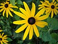 Echinacea Paradoxa (Sonnenhut)