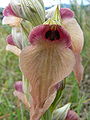 Vergeten tongorchis, Serapias neglecta (Plaine des Maures)