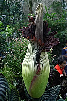 Titan Arum, AKA Corpse flower