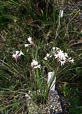 Tulbaghia cominsii