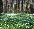 Colonial growth in forest, Radziejowice, Poland