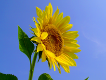 A yellow sunflower perched atop a green, leafy stalk, with a cloudless blue sky behind it