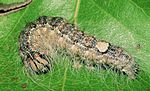 Acronicta megacephala – Raupe