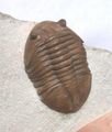 Trilobites