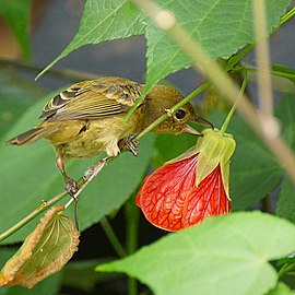 Uma Diglossa sittoides roubando o nectar de uma Abutilon