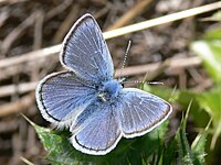 The endangered Mission blue butterfly found in Marin Headlands