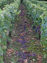 Photographie montrant du raisin jeté à terre après une vendange en vert.