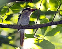 Lilac-cheeked Kingfisher