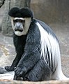 Colobus guereza