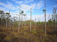 Pähklisaare Nature Park