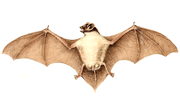 Drawing of brown bat