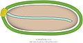 Cápside de la familia Pithoviridae que infecta protistas.