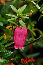 Prionotes cerinthoides (Prionoteae)